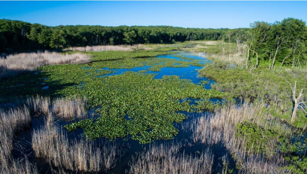 Cowles Bog Trail