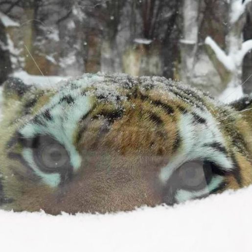 Potawatomi Zoo Winter Days 1