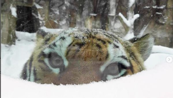 Potawatomi Zoo Winter Days 1