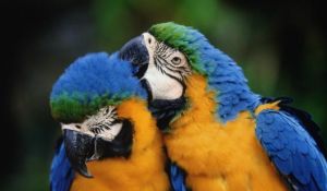 Opening Day at the Zoos