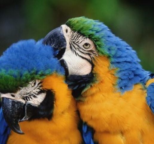 Opening Day at the Zoos