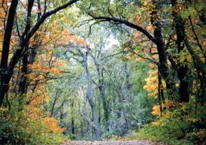 The Path That Ventures Within: Inspirations Found Along Indiana Dunes Trails