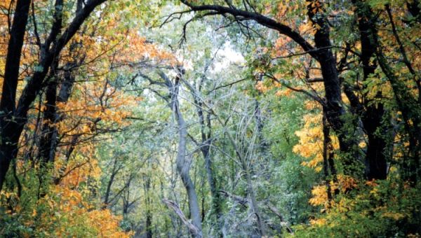 The Path That Ventures Within: Inspirations Found Along Indiana Dunes Trails